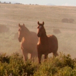 Snow of New Mexico locations favoured for True Grit shoot