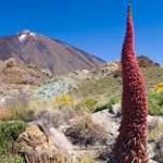 Tenerife national park chosen for Land Rover photo shoot