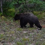 Remote-location shooting with wildlife filming expert Greg Hensley