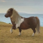 Blink Productions films Three’s dancing pony on location on Shetland