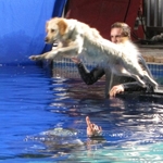 Film de Liberte films canine swimmers in South Africa for Folksam insurance