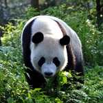 Oxford Scientific Films shoots on location in China for 3D panda documentary