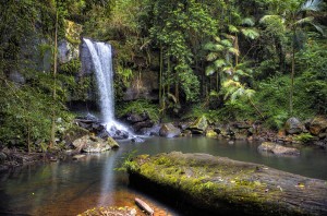 The Butterfly Tree travels to Tamborine Mountain for filming